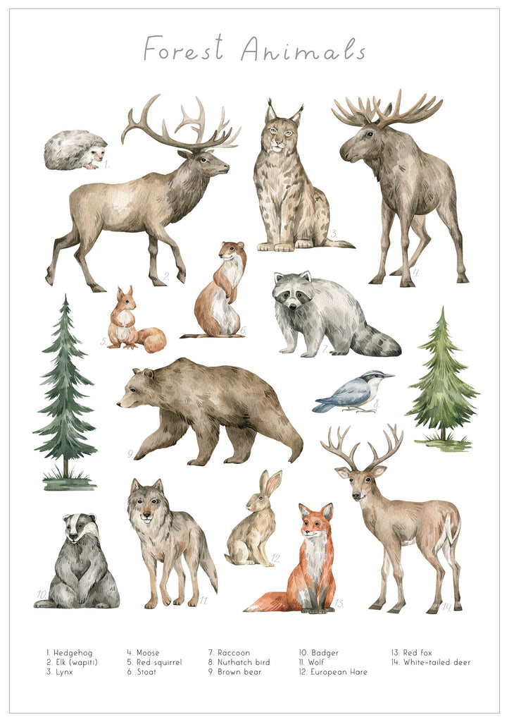 Forest Animals Art Print, Forest Animal Art. Educational Wall Prints, Watercolour Wall Art, Children's Bedroom Art, Art Prints, Nursery Art