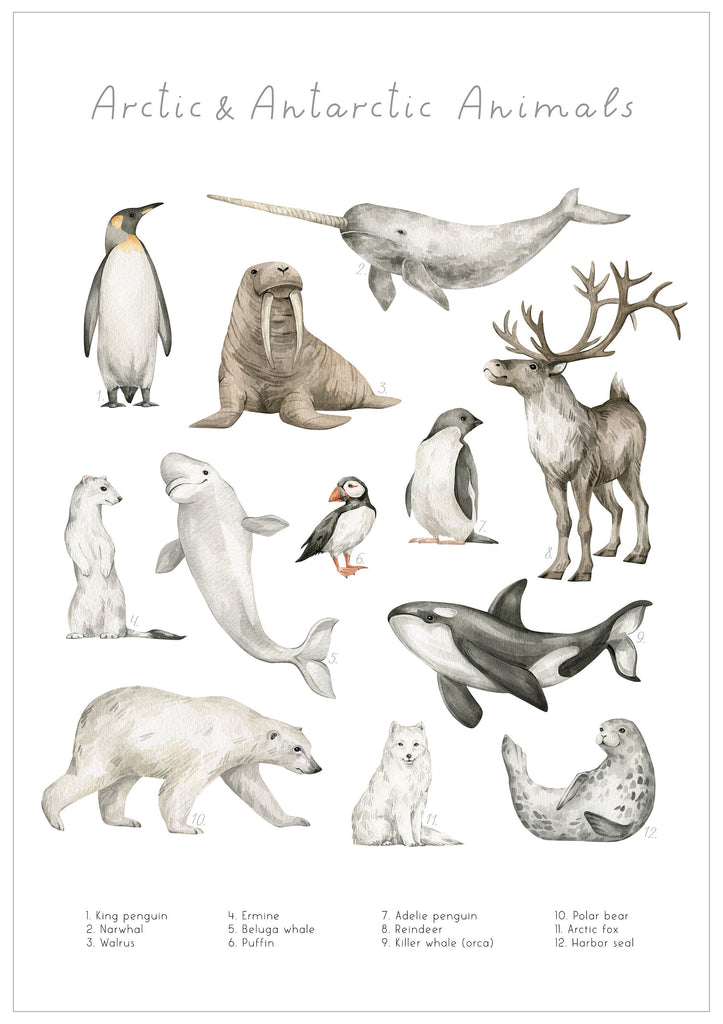 Arctic & Antarctic Animals Print, Educational Wall Prints, Watercolour Wall Art, Children's Bedroom Art, Kid's Art, Art Prints, Nursery Art